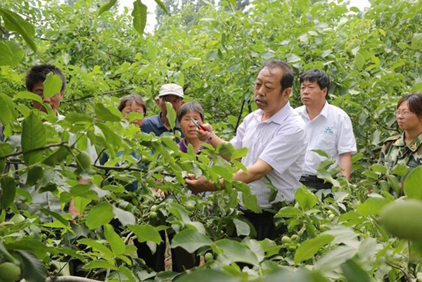 图为李保国在田间为农户解说核桃莳植适用手艺。。。
